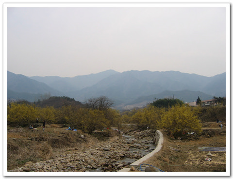 산수유나무들과 멀리 보이는 산들이 조화로이 서 있다. 